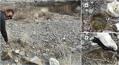 Bacterial Communities of Mojave Desert Biological Soil Crusts Are Shaped by Dominant Photoautotrophs and the Presence of Hypolithic Niches